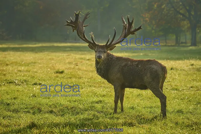 : Red deer (Cervus elaphus), majestic stag standing in a meadow in the early morning light : Red deer (Cervus elaphus), majestic stag standing in a meadow in the early morning light