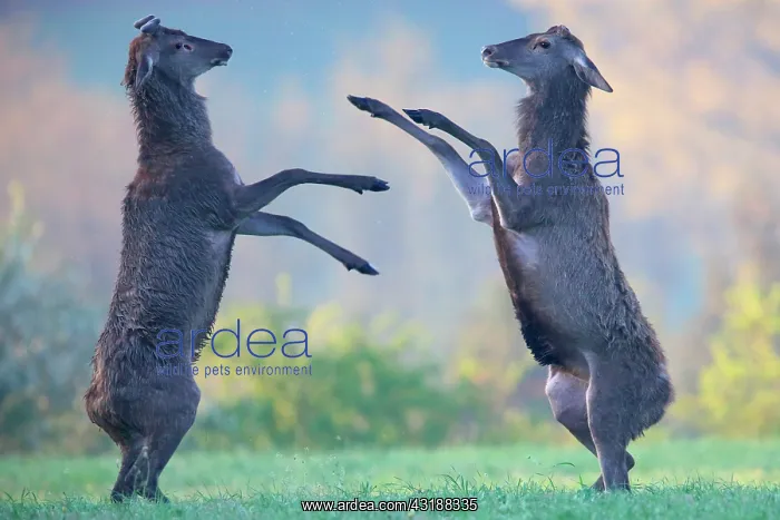 : Red Deer (Cervus elaphus) male fighting in the spring : Red Deer (Cervus elaphus) male fighting in the spring