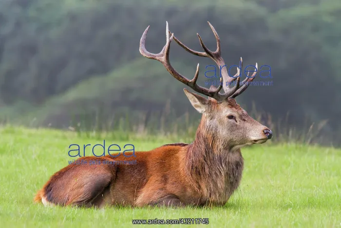 : Red Deer (Cervus elaphus), male laying down, Wales : Red Deer (Cervus elaphus), male laying down, Wales