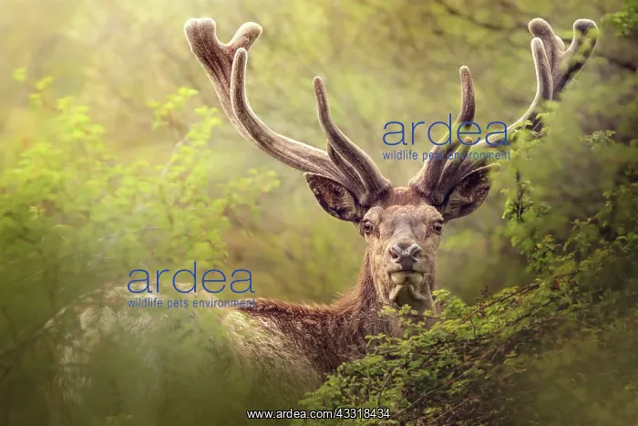 : Red deer (Cervus elaphus) male looking in the ca : Red deer (Cervus elaphus) male looking in the ca