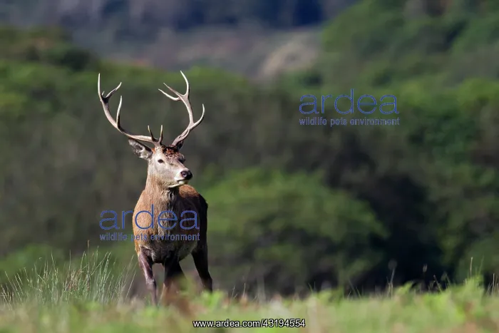 : Red deer (Cervus elaphus), male, standing in grass : Red deer (Cervus elaphus), male, standing in grass