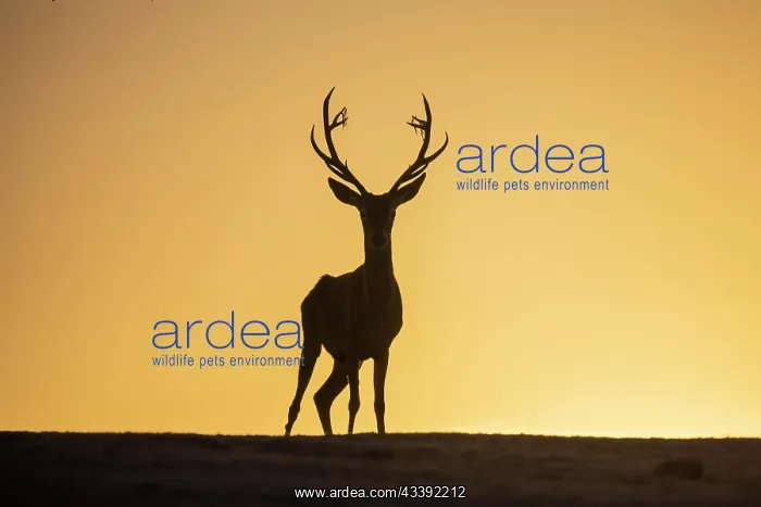: Red deer (Cervus elaphus), male, strong antlers : Red deer (Cervus elaphus), male, strong antlers