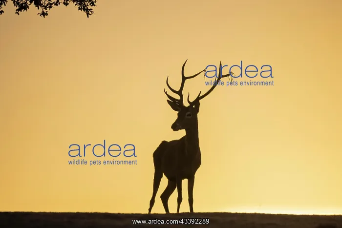 : Red deer (Cervus elaphus), male, strong antlers : Red deer (Cervus elaphus), male, strong antlers