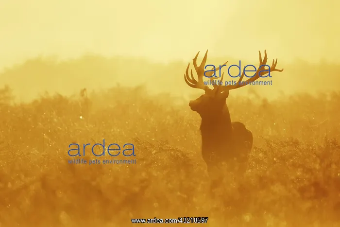 : Red deer (Cervus elaphus), mature stag, shrouded : Red deer (Cervus elaphus), mature stag, shrouded