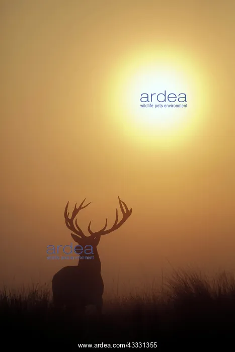  : Red deer (Cervus elaphus), mature stag, shrouded