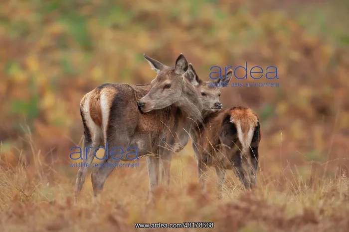 : Red deer (Cervus elaphus) mother and juvenile fawn : Red deer (Cervus elaphus) mother and juvenile fawn