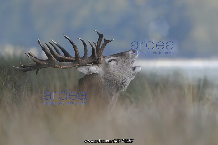  : Red Deer (Cervus elaphus), powerful stag