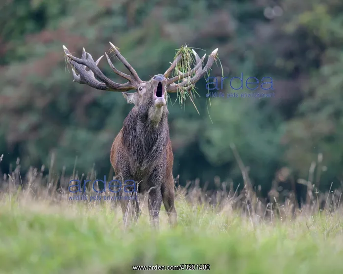 : Red deer (Cervus elaphus), Royal Stag near forest : Red deer (Cervus elaphus), Royal Stag near forest