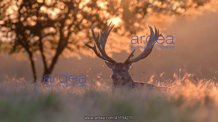 : Red deer (Cervus elaphus), Royal Stag resting at : Red deer (Cervus elaphus), Royal Stag resting at