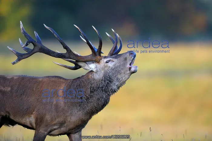 : Red deer (Cervus elaphus), royal stag roaring, portrait : Red deer (Cervus elaphus), royal stag roaring, portrait
