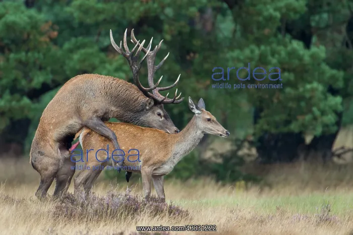 : Red deer ( Cervus elaphus) in the rut during mating : Red deer ( Cervus elaphus) in the rut during mating
