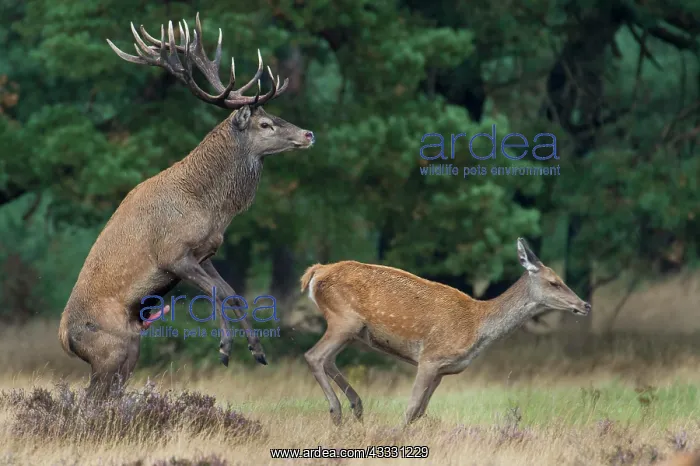 : Red deer ( Cervus elaphus) in the rut during mating : Red deer ( Cervus elaphus) in the rut during mating