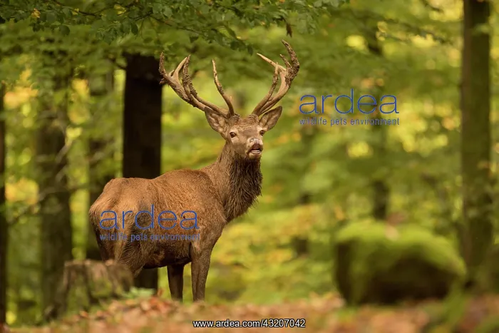 : Red deer (Cervus elaphus), rut, red deer, autumn : Red deer (Cervus elaphus), rut, red deer, autumn