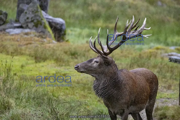: Red deer (Cervus elaphus) Rutting behaviour captive Germany : Red deer (Cervus elaphus) Rutting behaviour captive Germany