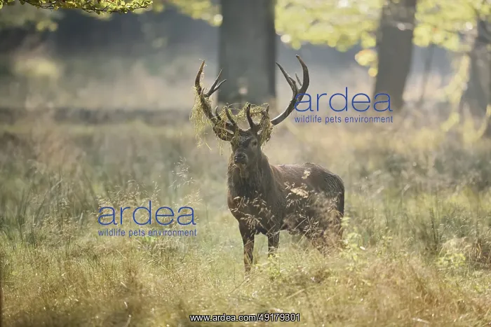  : Red deer (Cervus elaphus) in the rutting season