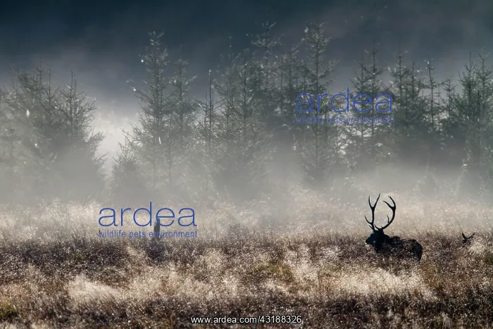 : Red Deer (Cervus elaphus) silhouette of male in : Red Deer (Cervus elaphus) silhouette of male in
