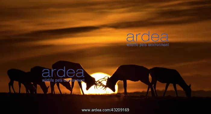 : Red deer (Cervus elaphus) silhouette at sunset : Red deer (Cervus elaphus) silhouette at sunset