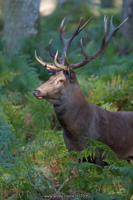 : Red Deer (Cervus elaphus) during slab : Red Deer (Cervus elaphus) during slab