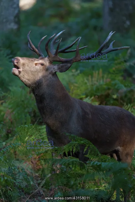 : Red Deer (Cervus elaphus) during slab : Red Deer (Cervus elaphus) during slab