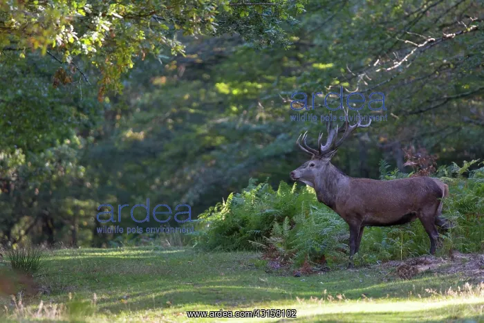 : Red Deer (Cervus elaphus) during slab : Red Deer (Cervus elaphus) during slab