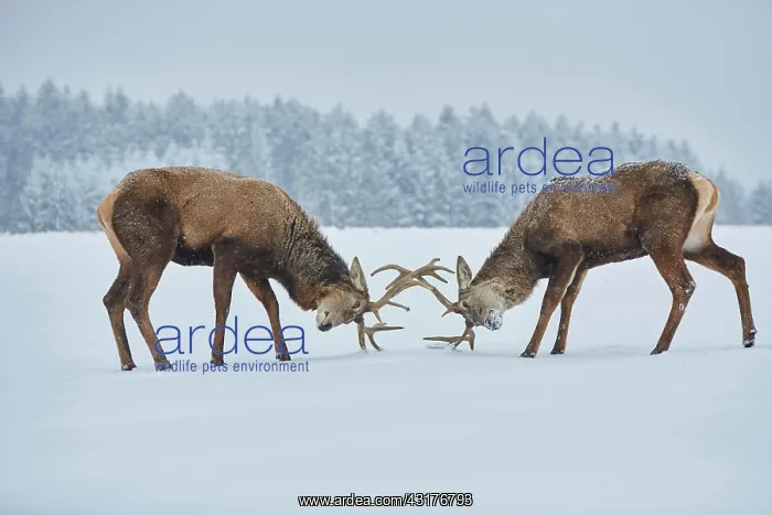 : Red deer (Cervus elaphus) on a snowy meadow, captive : Red deer (Cervus elaphus) on a snowy meadow, captive