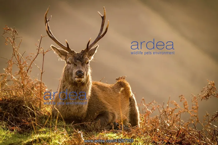 : Red deer (Cervus elaphus) in soft morning light : Red deer (Cervus elaphus) in soft morning light