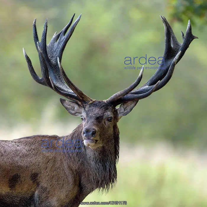  : Red Deer (Cervus elaphus) stag, Klampenborg, Copenhagen
