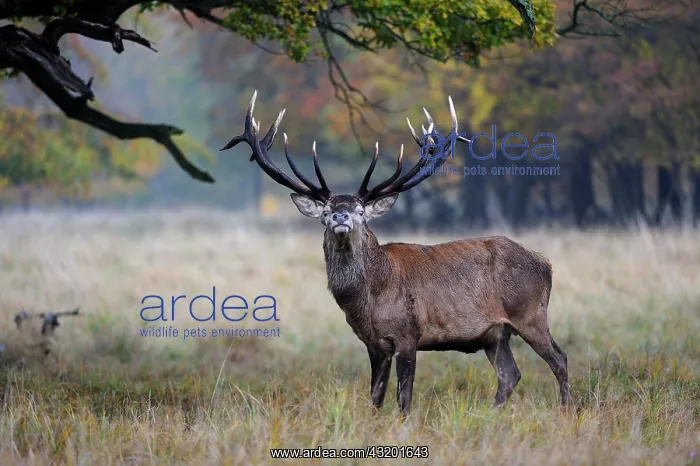 : Red Deer (Cervus elaphus) stag, Jaegersborg, Denmark : Red Deer (Cervus elaphus) stag, Jaegersborg, Denmark