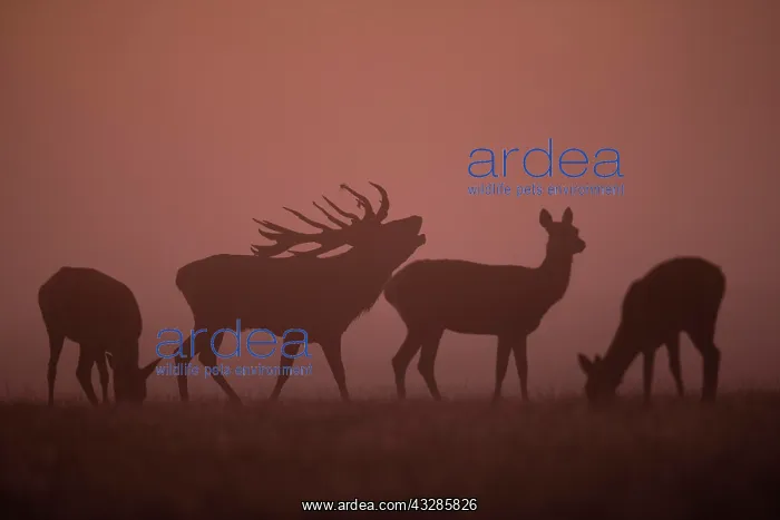 : Red Deer (Cervus elaphus), stag, Copenhagen, Denmark : Red Deer (Cervus elaphus), stag, Copenhagen, Denmark