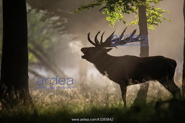 : Red Deer (Cervus elaphus), stag, Copenhagen, Denmark : Red Deer (Cervus elaphus), stag, Copenhagen, Denmark