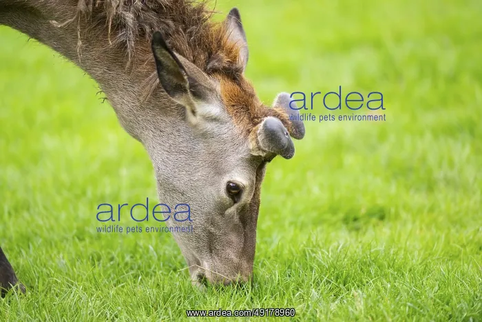 : Red deer (Cervus elaphus) stag : Red deer (Cervus elaphus) stag