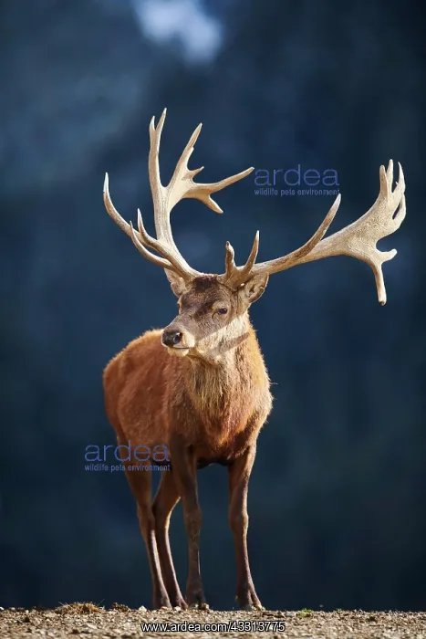: Red deer (Cervus elaphus) stag in the alps, Wildlife : Red deer (Cervus elaphus) stag in the alps, Wildlife