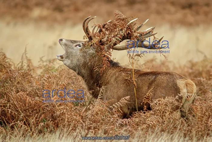 : Red Deer (Cervus elaphus) - stag bellowing during : Red Deer (Cervus elaphus) - stag bellowing during