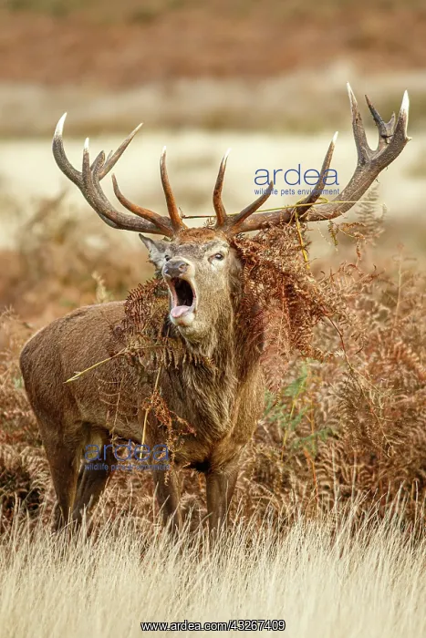 : Red Deer (Cervus elaphus) - stag bellowing during : Red Deer (Cervus elaphus) - stag bellowing during
