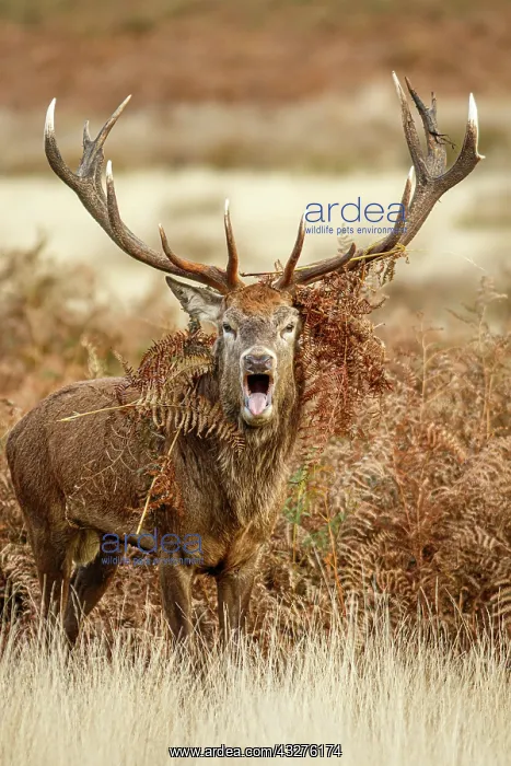 : Red Deer (Cervus elaphus) - stag bellowing during : Red Deer (Cervus elaphus) - stag bellowing during