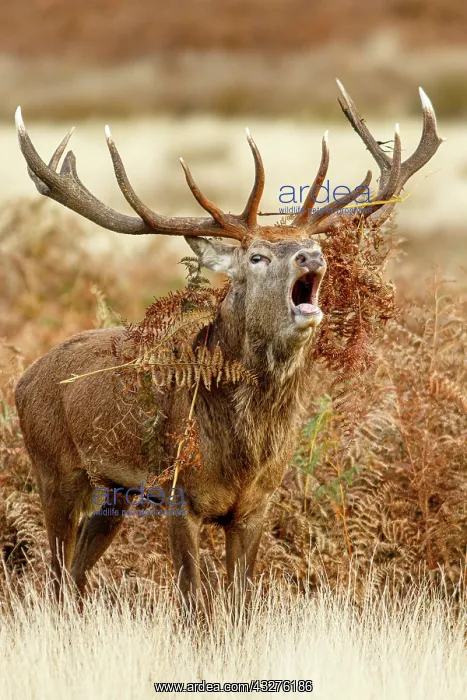 : Red Deer (Cervus elaphus) - stag bellowing during : Red Deer (Cervus elaphus) - stag bellowing during