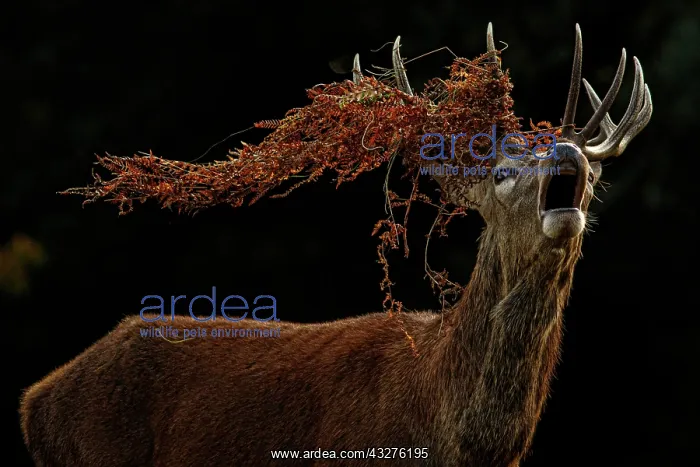 : Red Deer (Cervus elaphus) - stag bellowing during : Red Deer (Cervus elaphus) - stag bellowing during