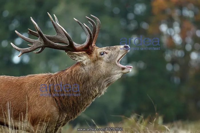 : Red Deer (Cervus elaphus) - stag bellowing during : Red Deer (Cervus elaphus) - stag bellowing during