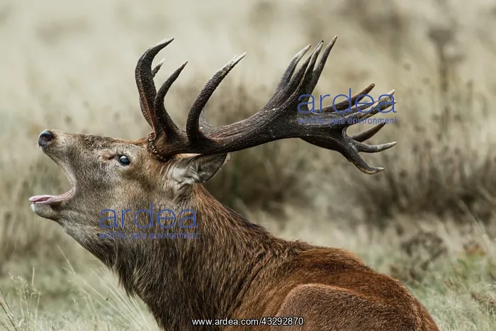 : Red Deer (Cervus elaphus) - stag bellowing during : Red Deer (Cervus elaphus) - stag bellowing during