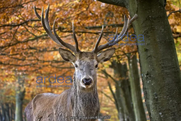 : Red deer (Cervus elaphus) stag close-up in autumn : Red deer (Cervus elaphus) stag close-up in autumn