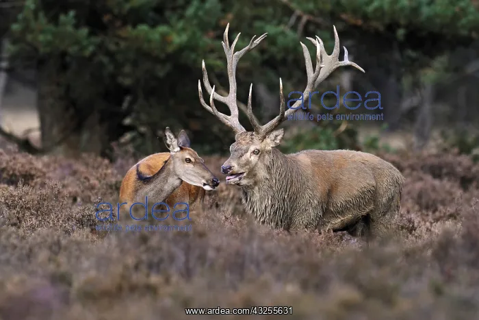 : Red Deer (Cervus elaphus) stag and female, Hoge : Red Deer (Cervus elaphus) stag and female, Hoge
