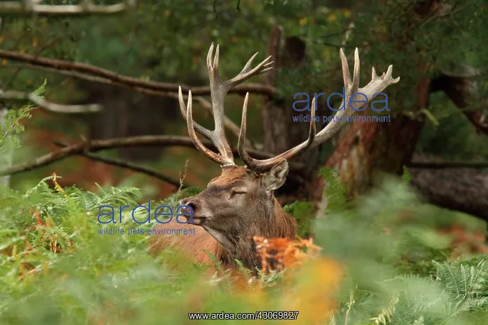 : Red Deer (Cervus elaphus) stag in the ferns, Normandy : Red Deer (Cervus elaphus) stag in the ferns, Normandy