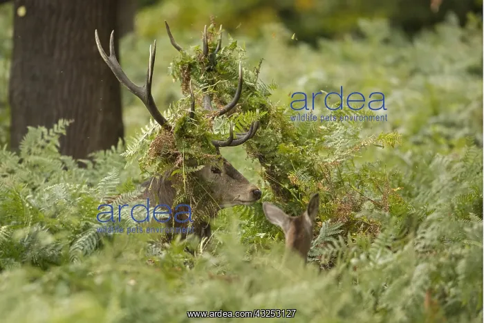 : red deer (Cervus elaphus), Stag with ferns tangled : red deer (Cervus elaphus), Stag with ferns tangled