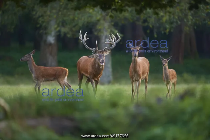 : Red deer (Cervus elaphus), stag with hinds : Red deer (Cervus elaphus), stag with hinds
