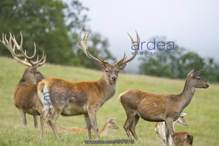 : Red deer (Cervus elaphus) stag and hinds on a meadow in tirol : Red deer (Cervus elaphus) stag and hinds on a meadow in tirol
