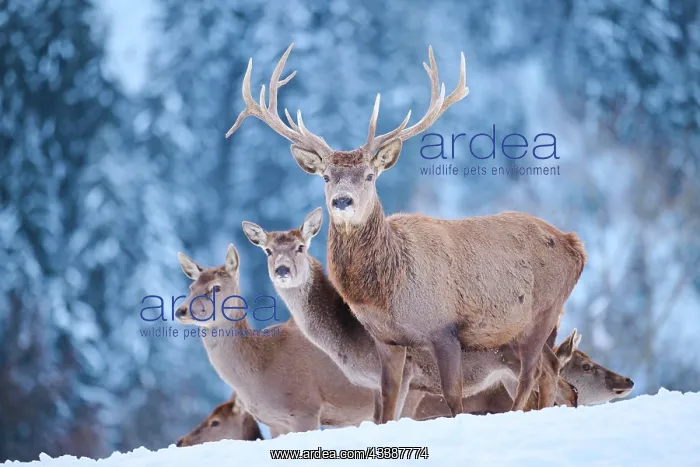 : Red deer (Cervus elaphus) stag with hinds on a s : Red deer (Cervus elaphus) stag with hinds on a s