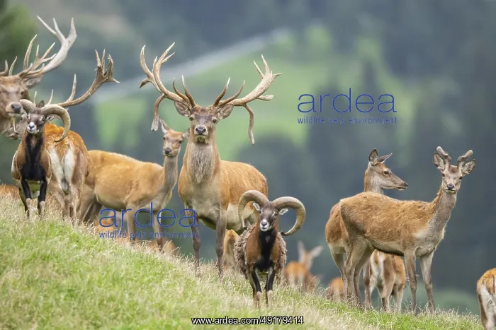 : Red deer (Cervus elaphus) stag Mouflon (Ovis gmelini) ram on a meadow in tirol : Red deer (Cervus elaphus) stag Mouflon (Ovis gmelini) ram on a meadow in tirol