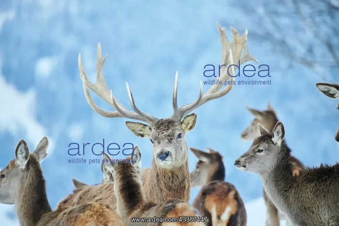 : Red deer (Cervus elaphus) stag, portrait, in the : Red deer (Cervus elaphus) stag, portrait, in the