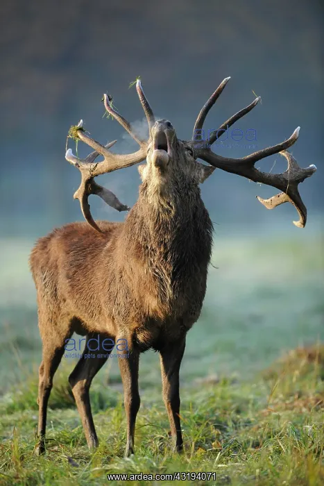 : Red deer (Cervus elaphus), stag roaring during the : Red deer (Cervus elaphus), stag roaring during the