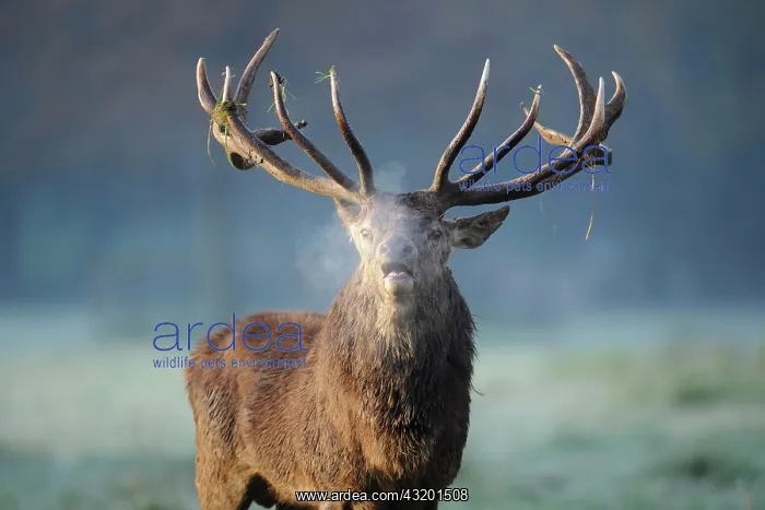: Red deer (Cervus elaphus), stag roaring during the : Red deer (Cervus elaphus), stag roaring during the